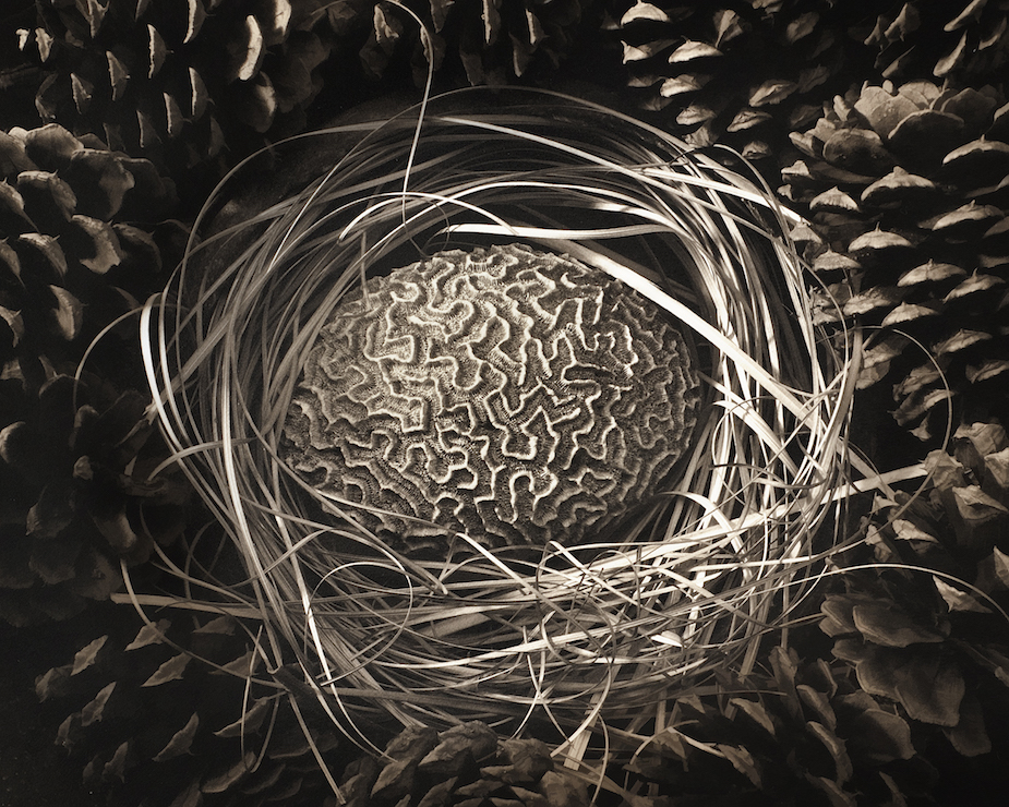 David Hoptman: Coral Nest