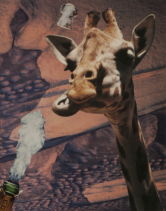 Deborah Openden: Giraffe Pops His Cork
