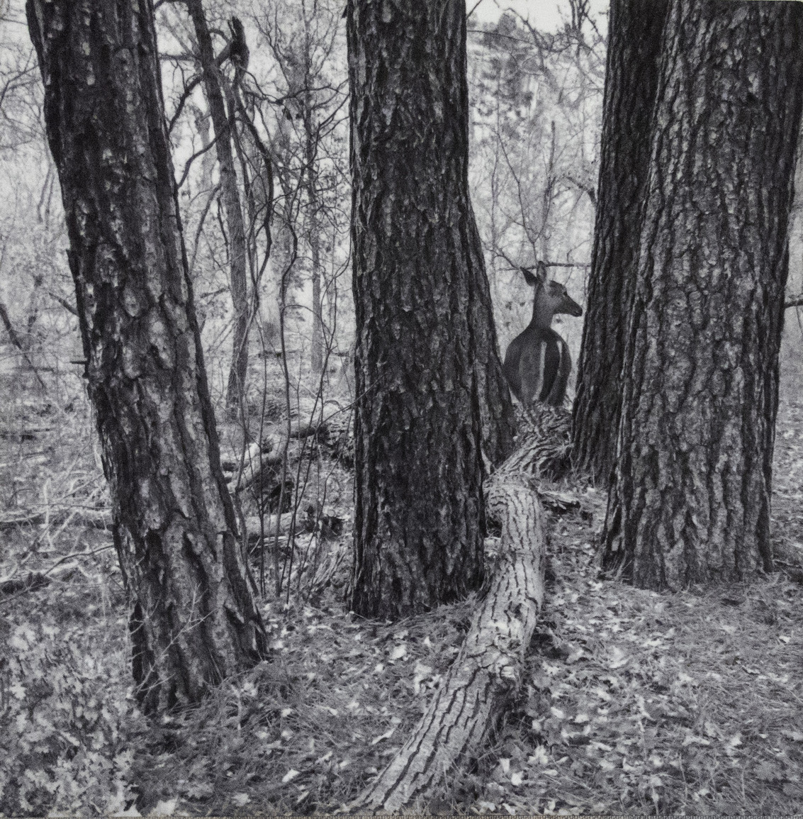 Sandra Lapham: Deer in the Woods