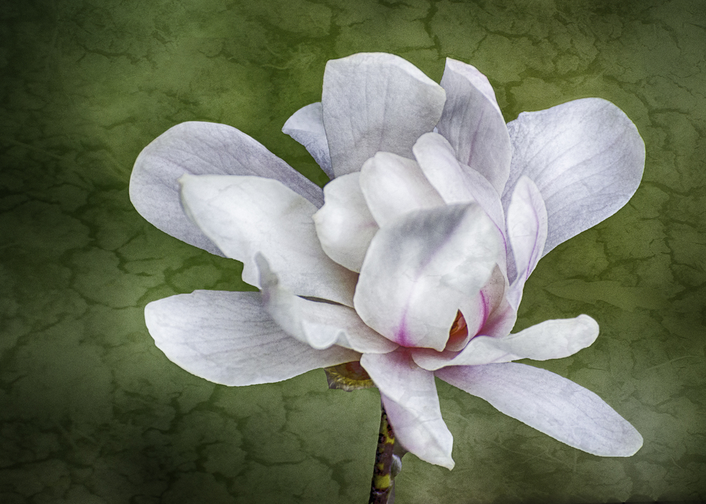 Sandra Lapham: Magnolia Blossom