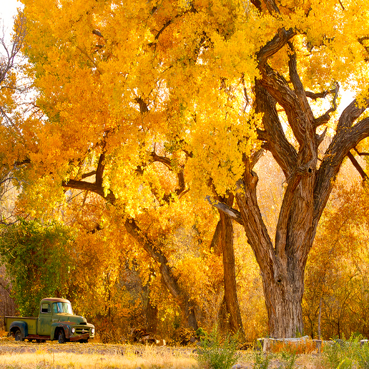 Towering Golden Cottonwoods of Abiquiu