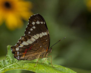 Butterfly, Pat Berrett