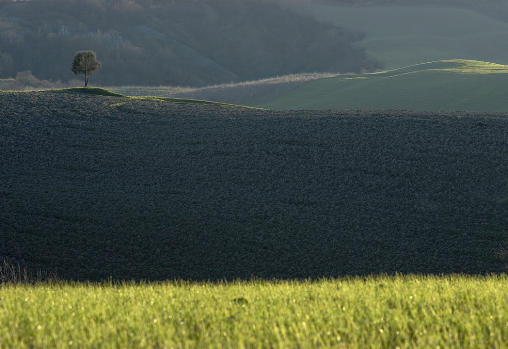 David Hoptman: 1 Tree Paradiso Valley