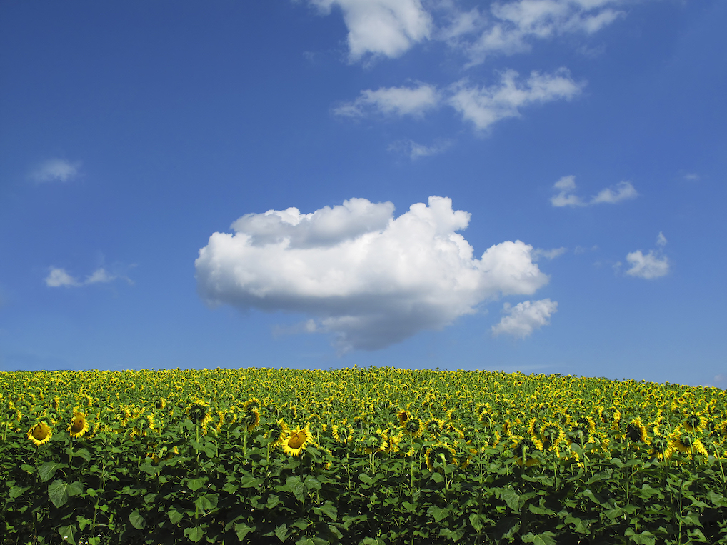 David Hoptman: Cloud with Sunflowers