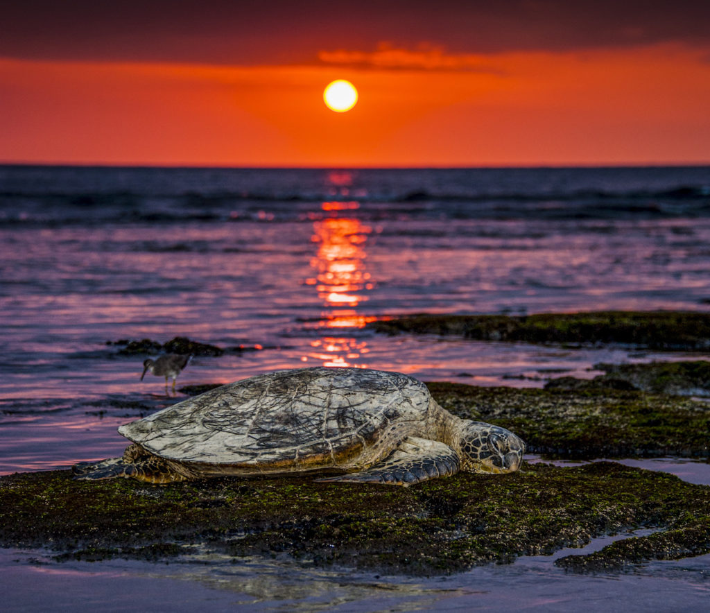 Stan Ford: Honu Sunset