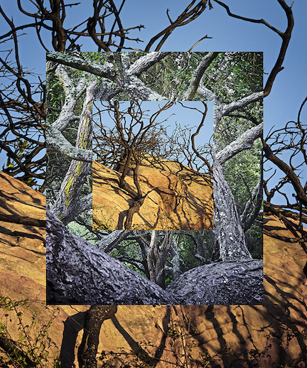 David Hoptman: Tree Framed