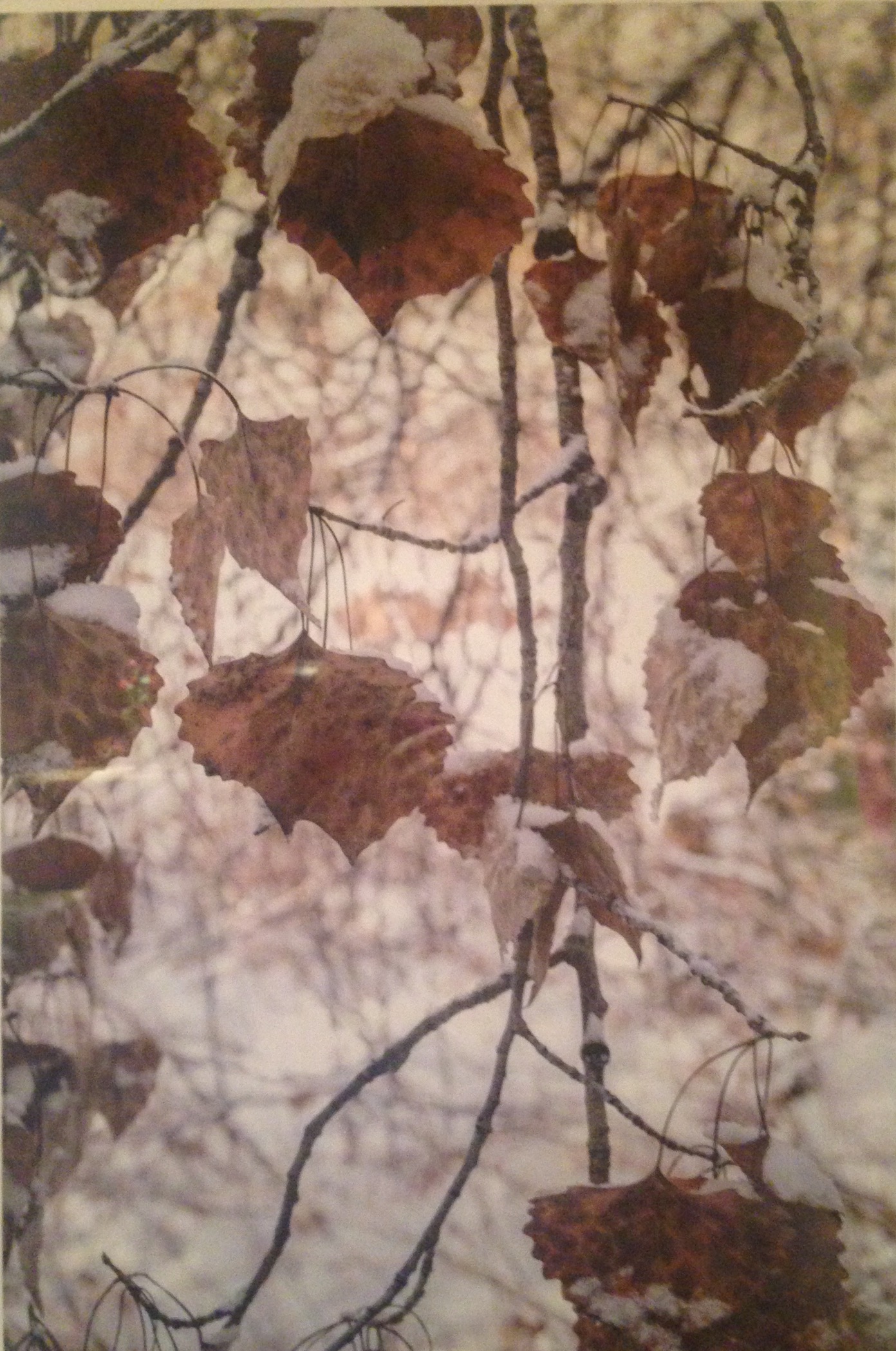 Hans Gebhardt: Brown Leaves