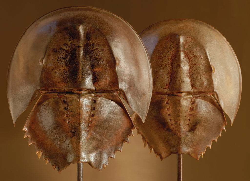 Fernando Delgado: Warriors