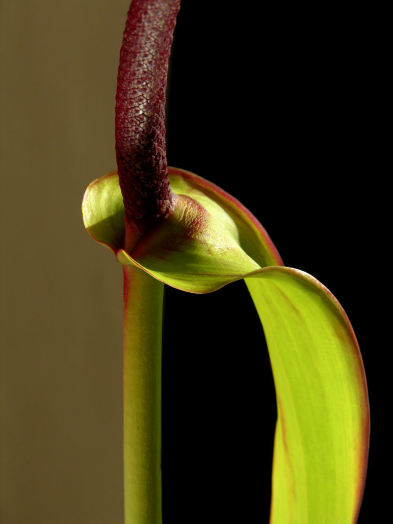 Fernando Delgado: Anthurium No. 1