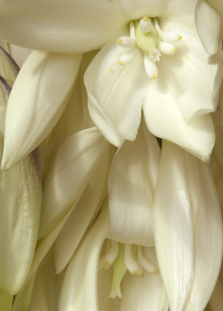 Fernando Delgado: Yucca Bloom