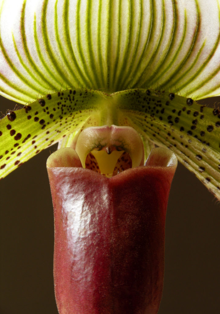Fernando Delgado: Orchid No.2