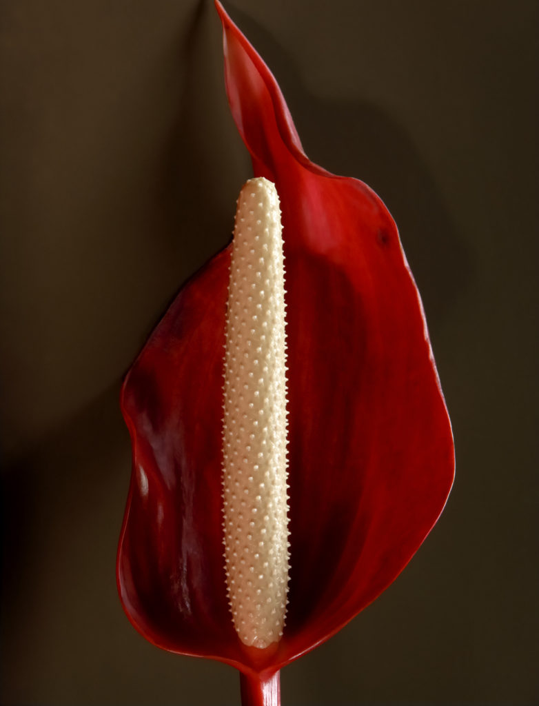 Fernando Delgado: Anthurium No.2