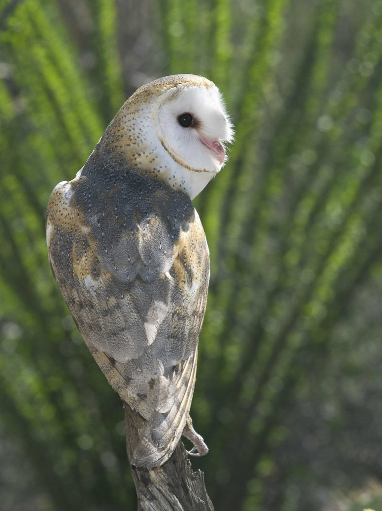 Jeremy Stein: Barn Owl