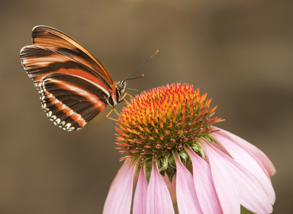 Jeremy Stein: Butterfly on Coneflower