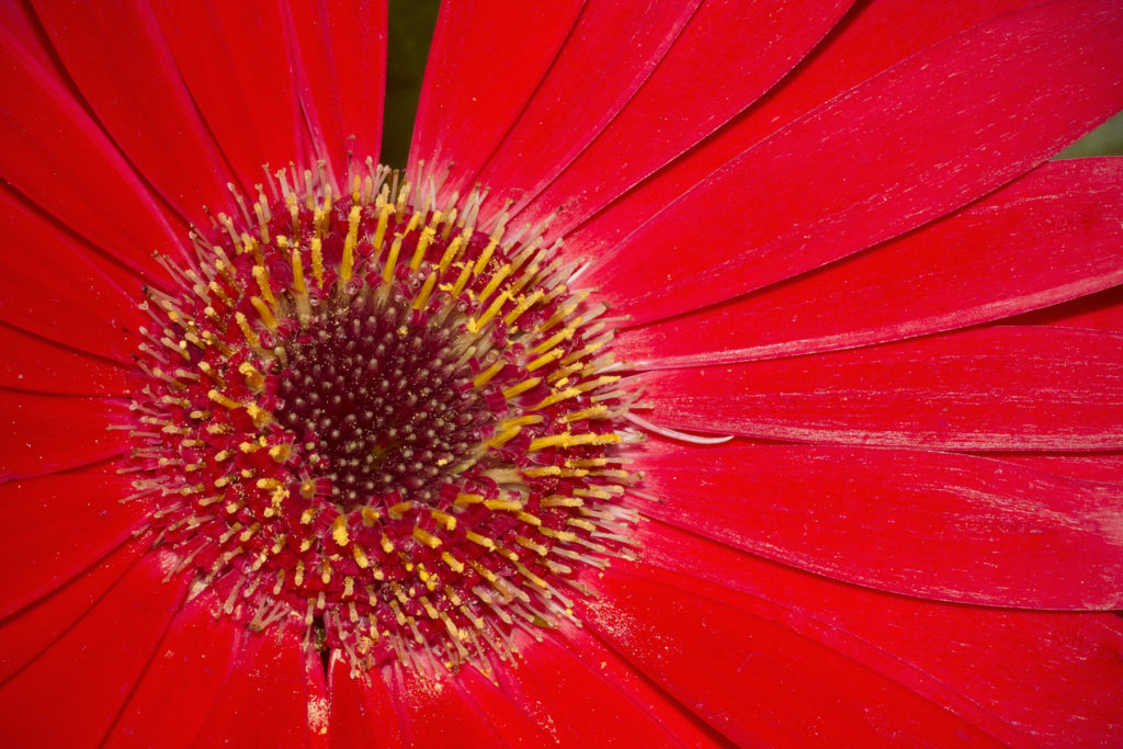 Jeremy Stein: Daisy