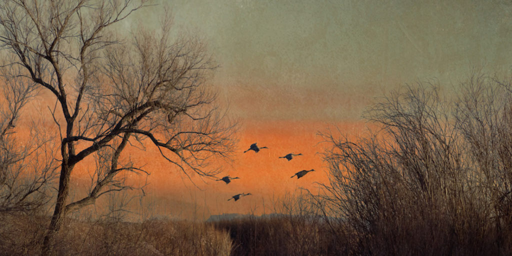 Carol Mell: Five Cranes
