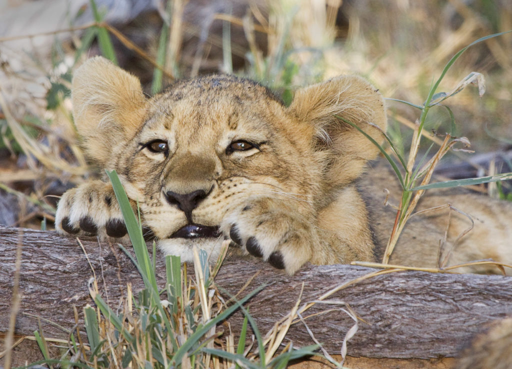 Jeremy Stein: Lion Cub Chin on Log