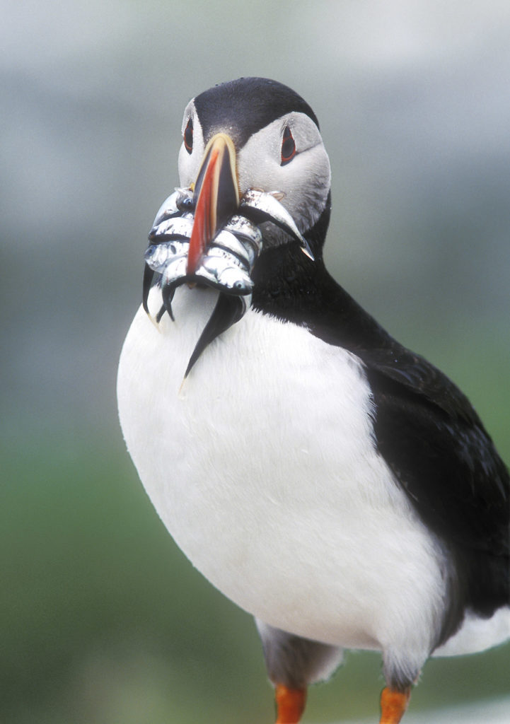 Jeremy Stein: Puffin with Fish
