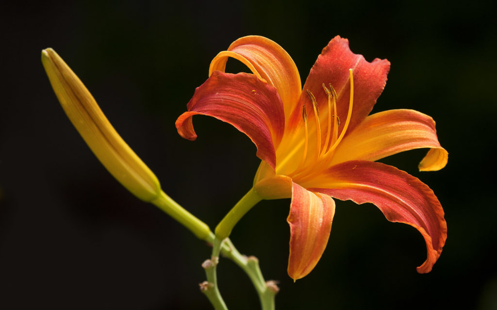 Jeremy Stein: Red &amp; Yelllow Day Lilies