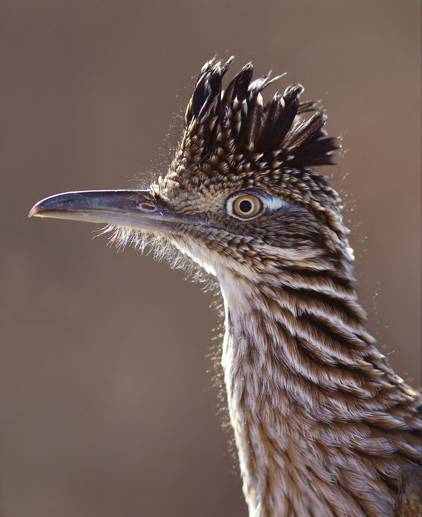 Jeremy Stein: Roadrunner