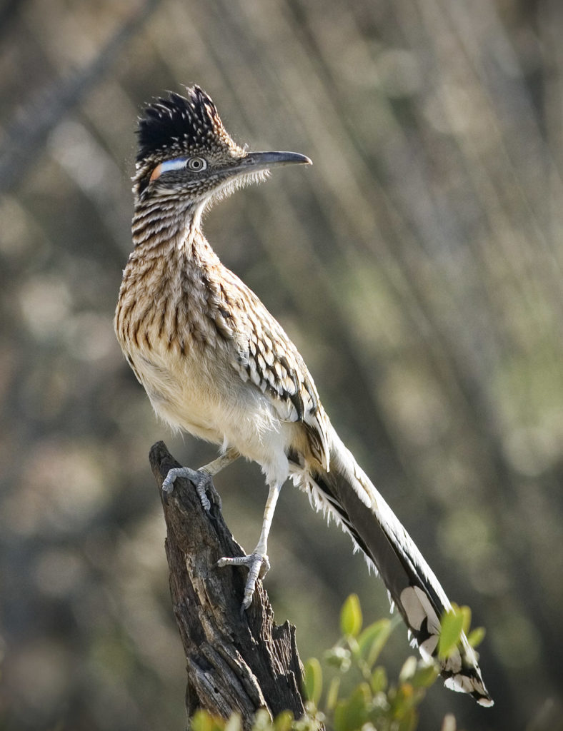 Jeremy Stein: Roadrunner 3