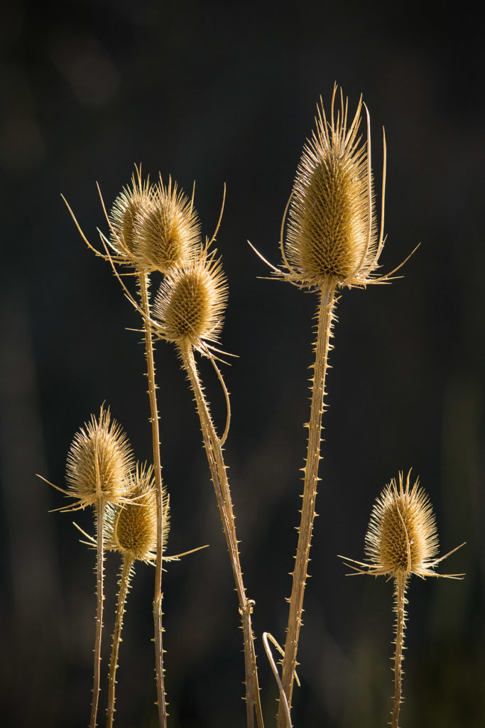 Jeremy Stein: Teasels