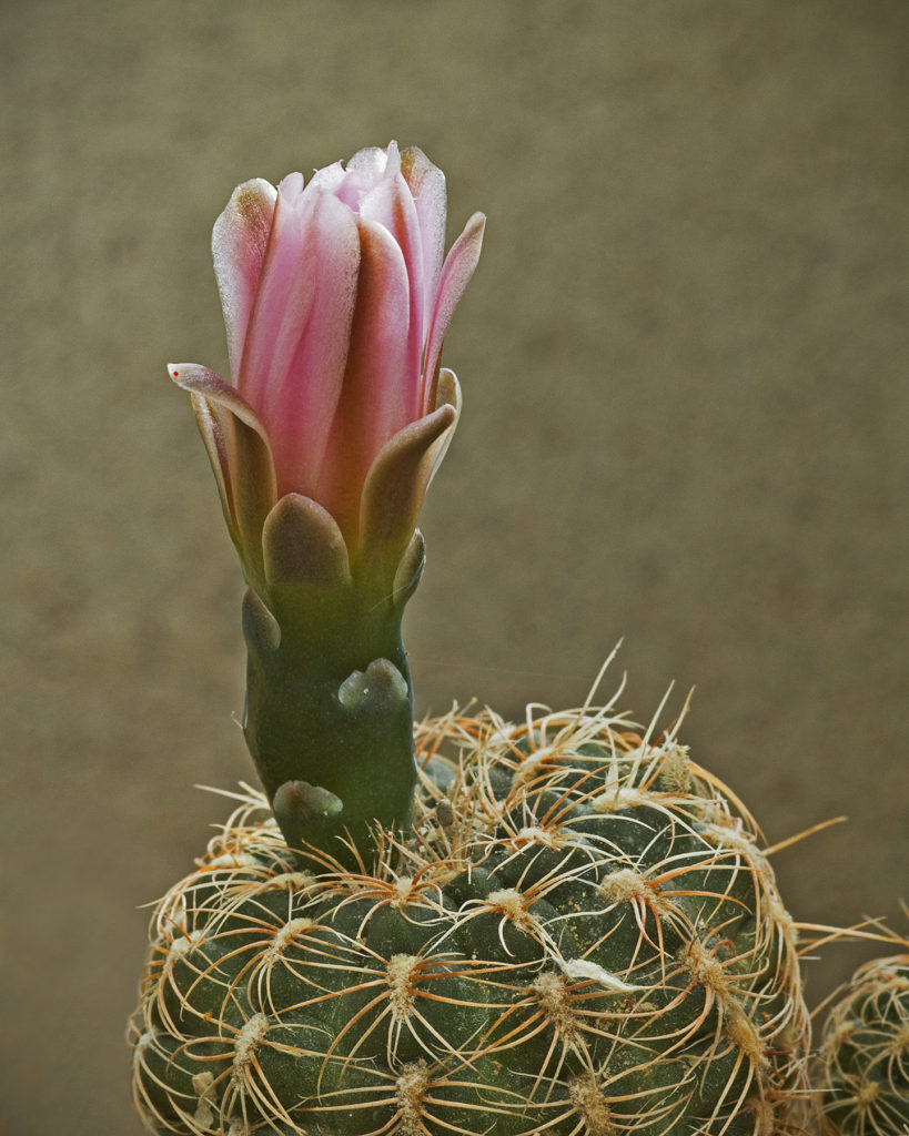 Jeremy Stein: White Cactus Flower