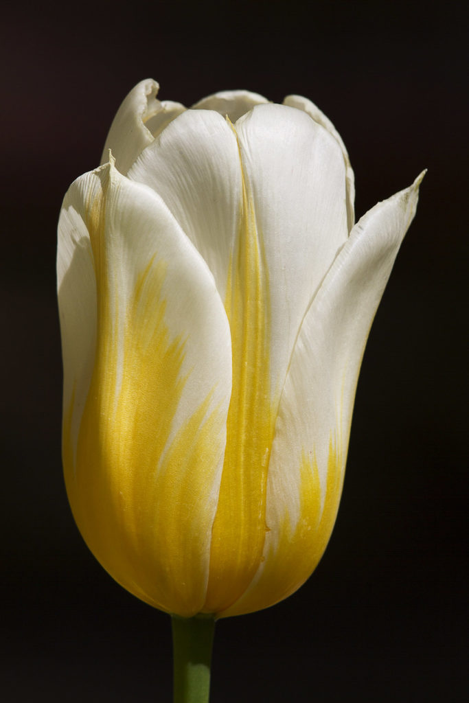 Jeremy Stein: Yellow &amp; White Tulip