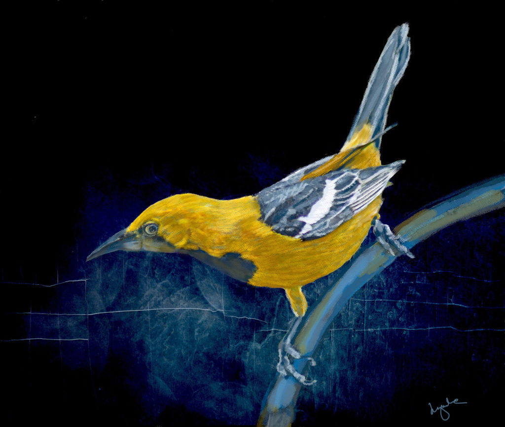 Lyndia Radice: Bullock's Oriole