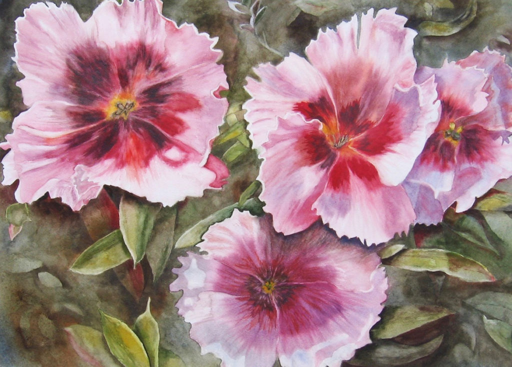 Janet Pfeiffer: Dianthus