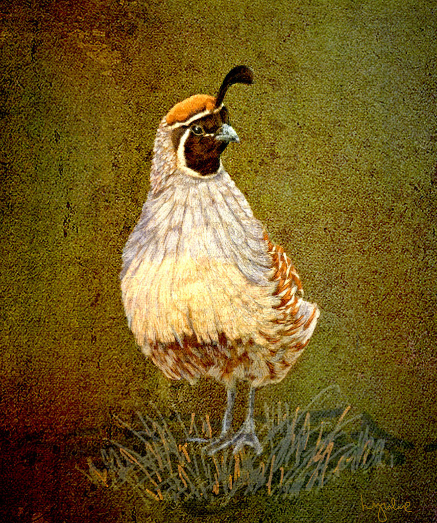 Lyndia Radice: Gambel&#039;s Quail