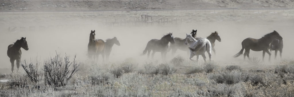 Sandra Lapham: Horses in a Storm