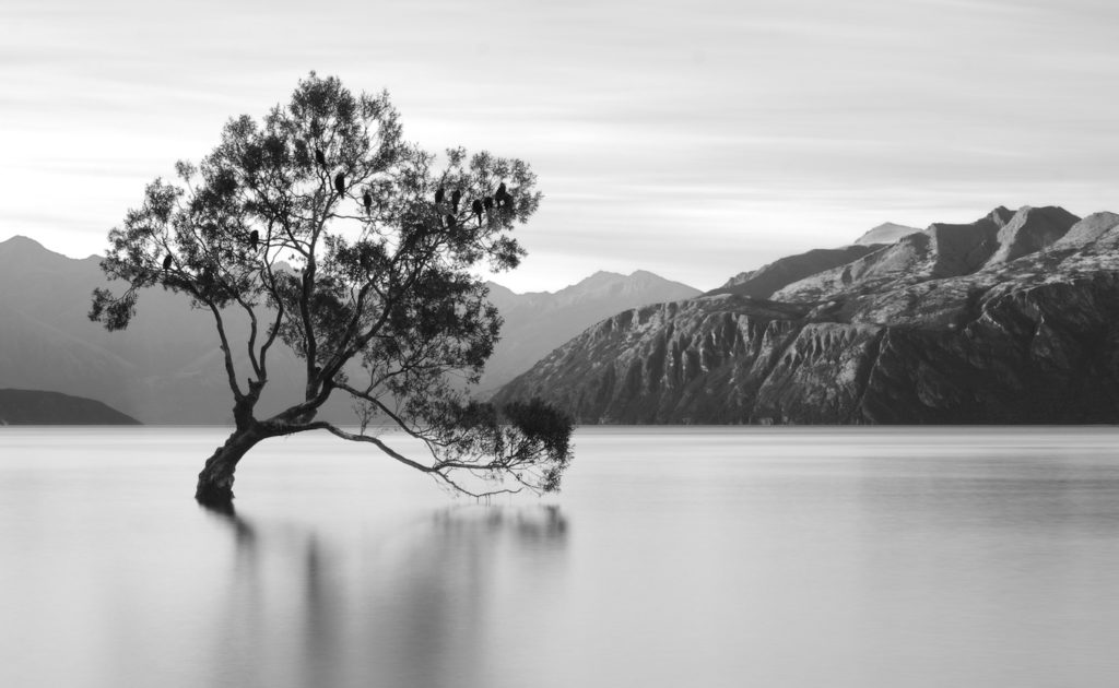 Sandra Lapham: Tree of Serenity