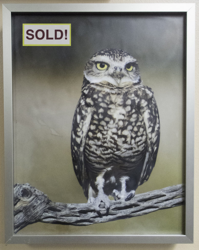 Sandra Lapham: Burrowing Owl