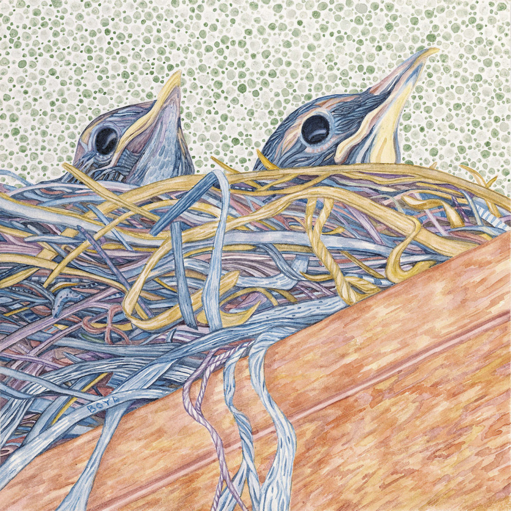Judy Boyd: American Robins