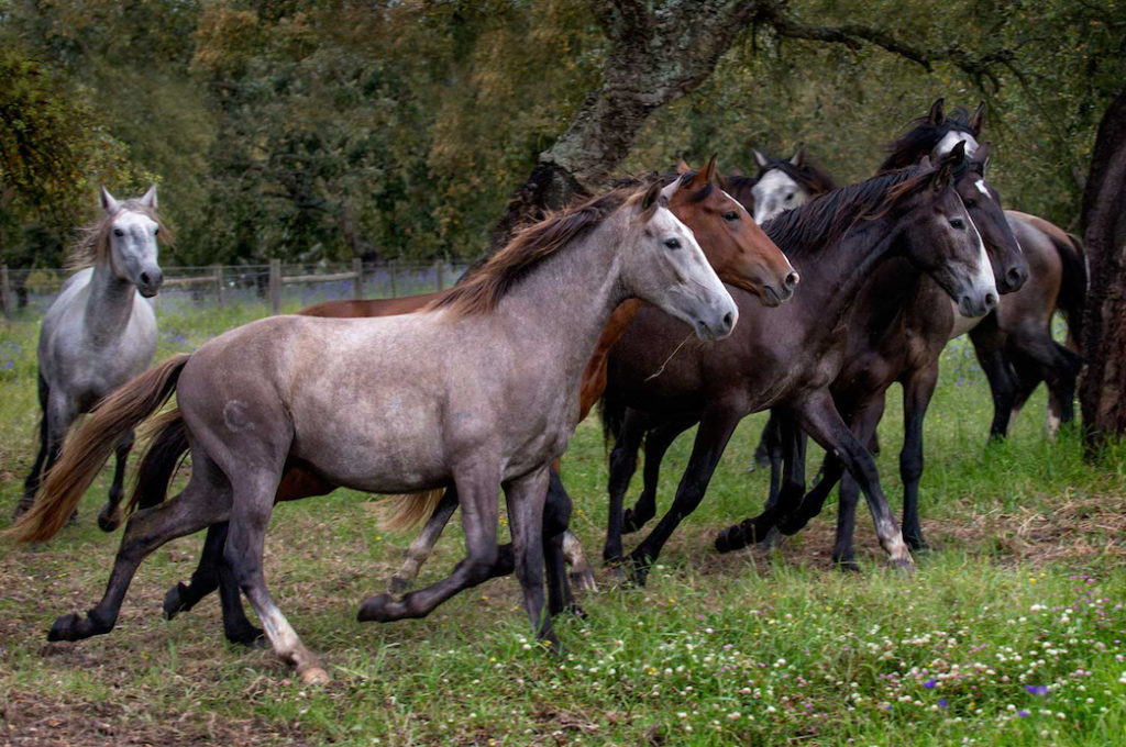 Cheryl Cathcart: Bachelors at Play - Lusitano