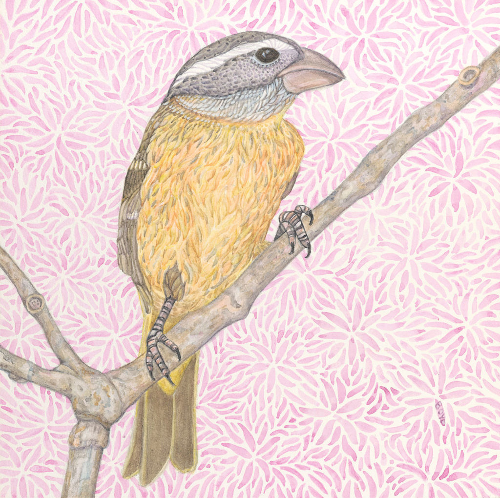 Judy Boyd: Black Headed Grosbeak