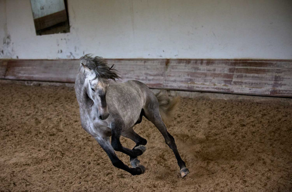 Cheryl Cathcart: Dappled Fire - Lusitano