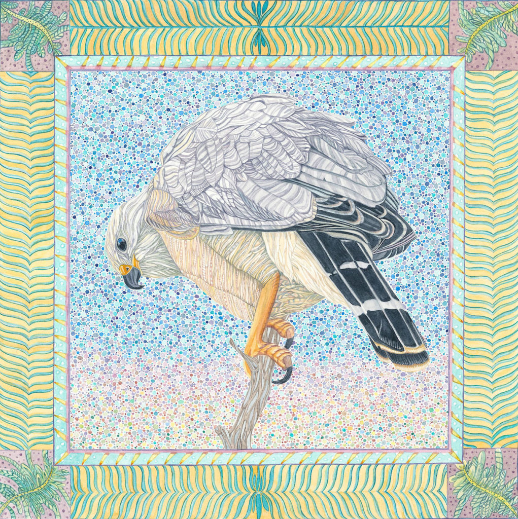 Judy Boyd: Gray Hawk