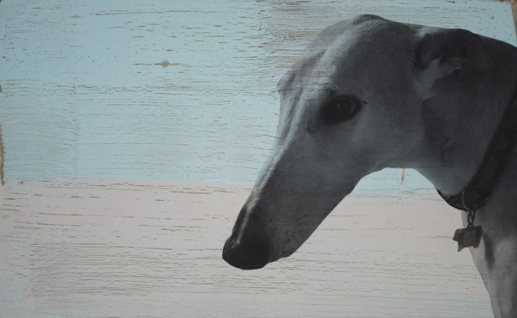 Holly Roberts: Greyhound with Blue Sky