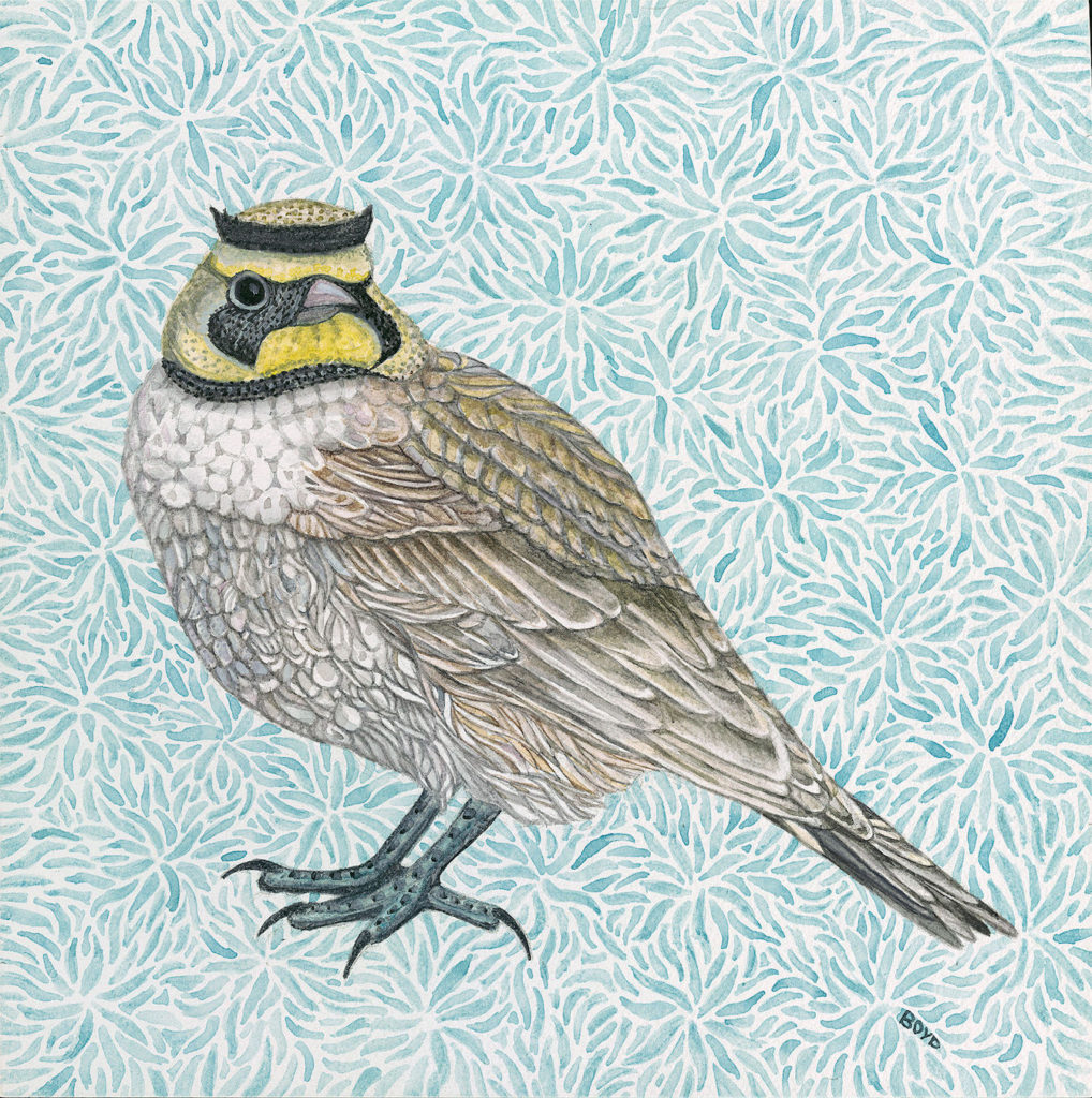 Judy Boyd: Horned Lark