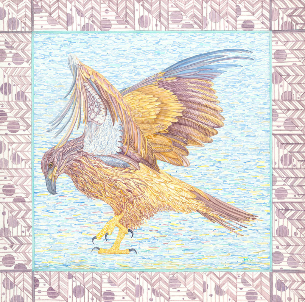 Judy Boyd: Juvenile Bald Eagle