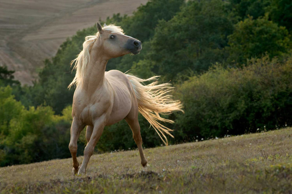 Cheryl Cathcart: Leo’s Golden Biscuit - American Quarter Horse