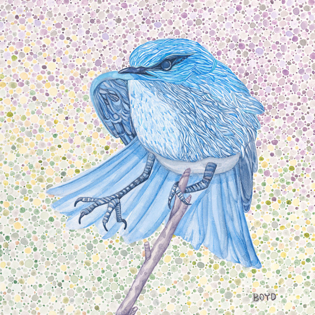 Judy Boyd: Mountain Bluebird
