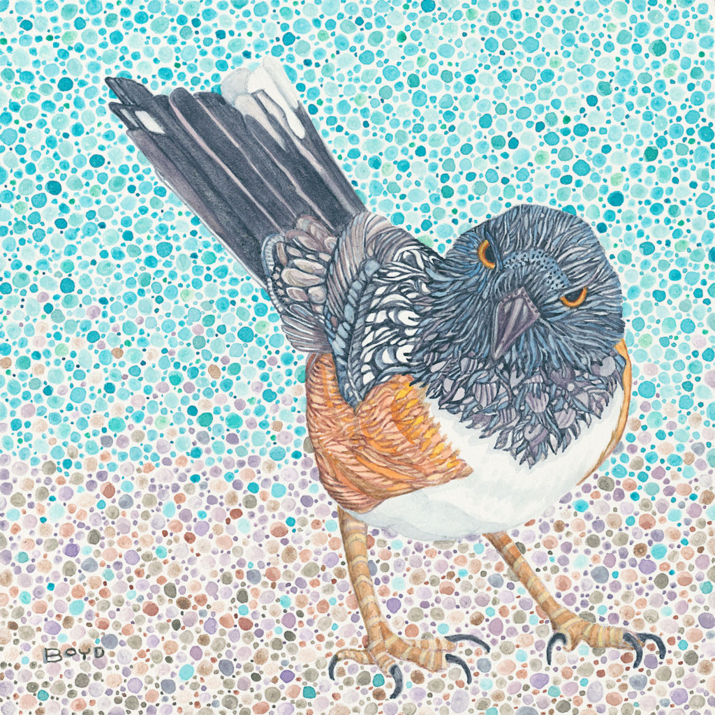 Judy Boyd: Spotted Towhee