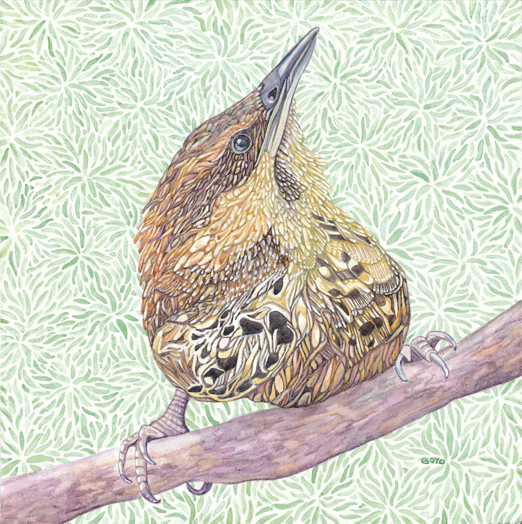Judy Boyd: Spotted Wren