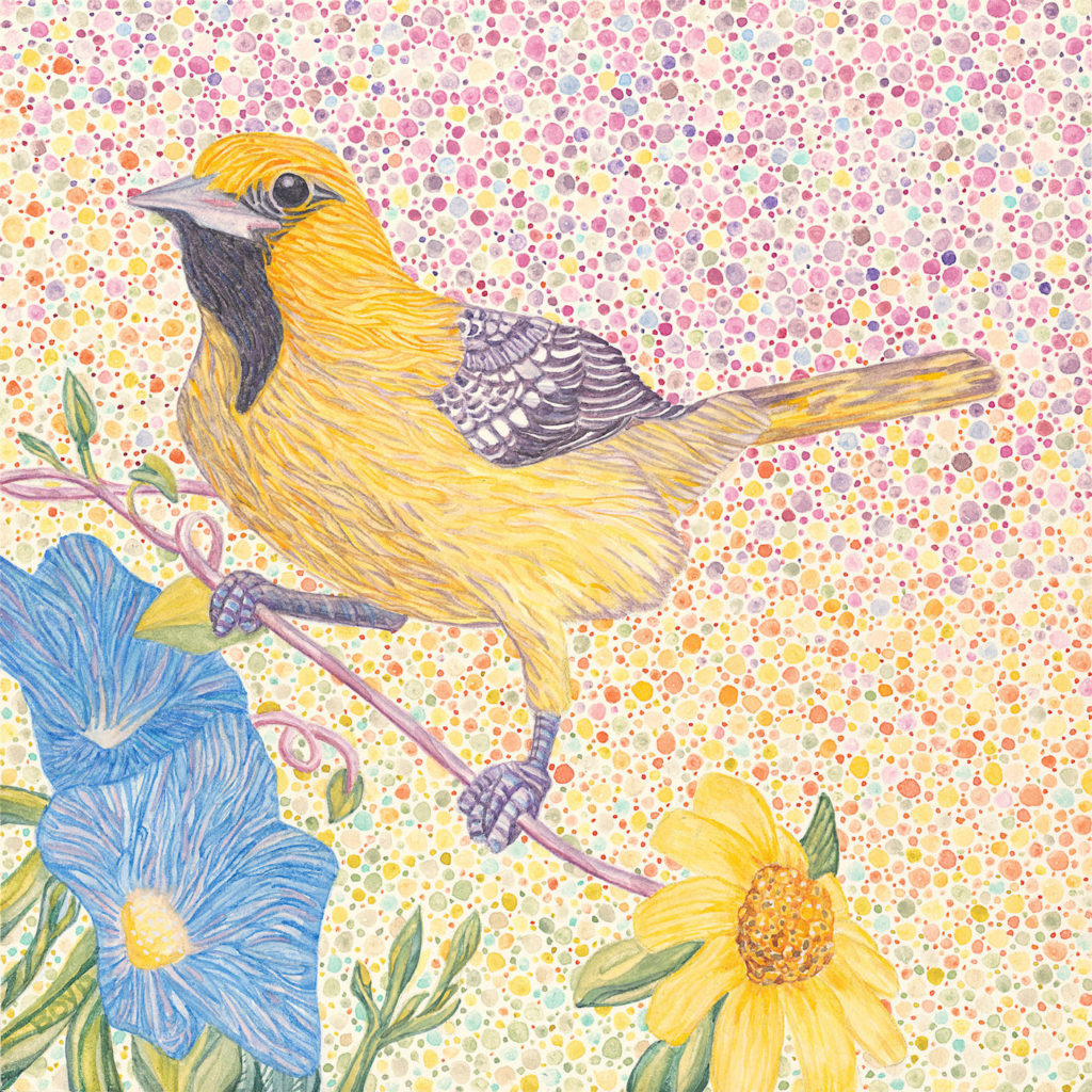 Judy Boyd: Streak-backed Oriole