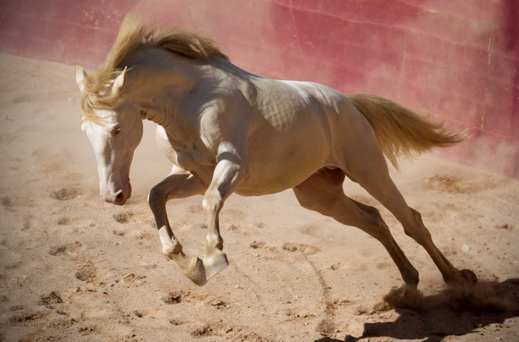 Cheryl Cathcart: Sunshine On Fire - Lusitano