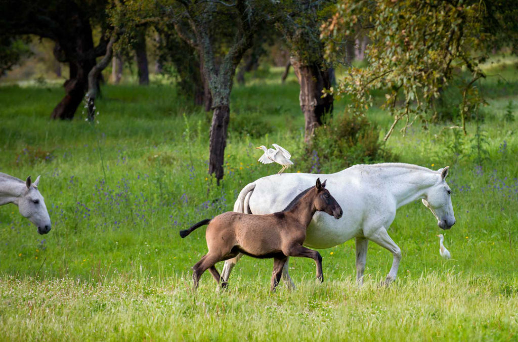 Cheryl Cathcart: Tranquil Symbiosis - Lusitano