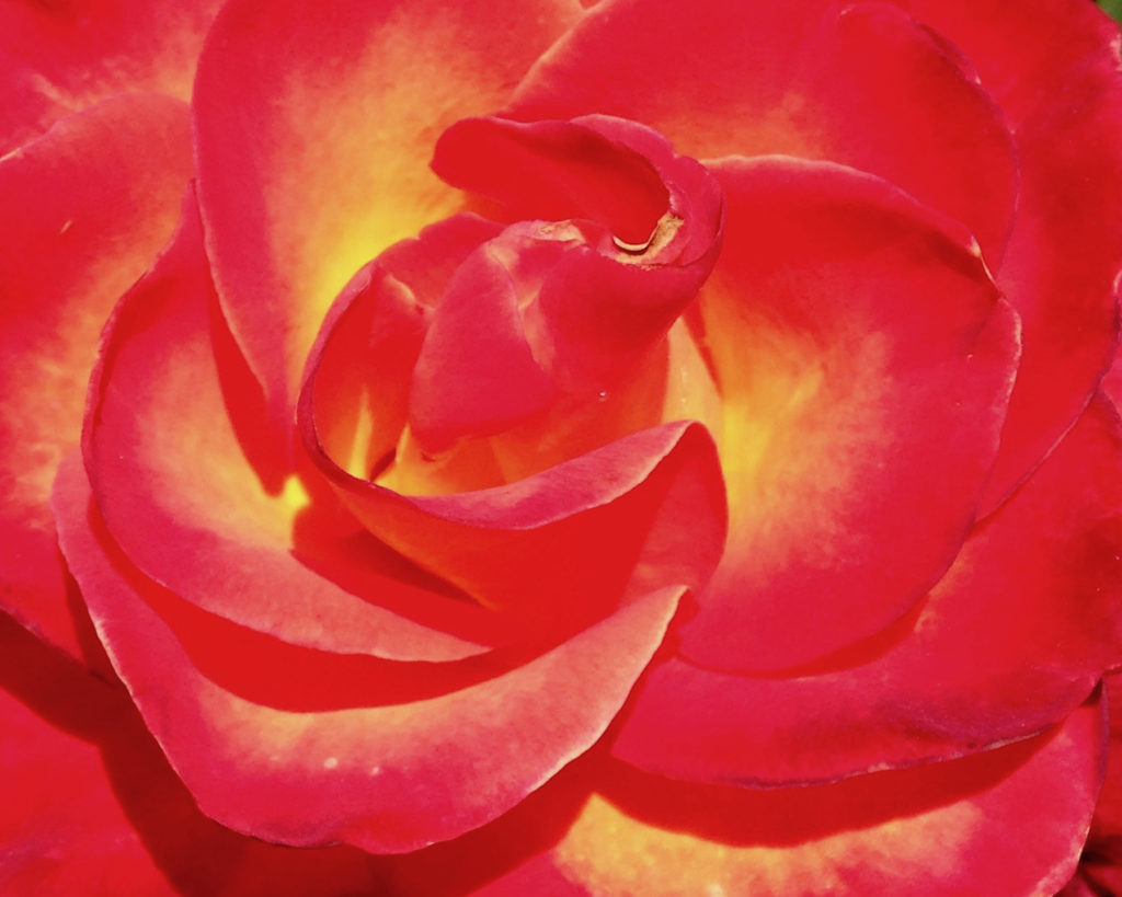 Irene Ann Garden: A Rose is a Rose